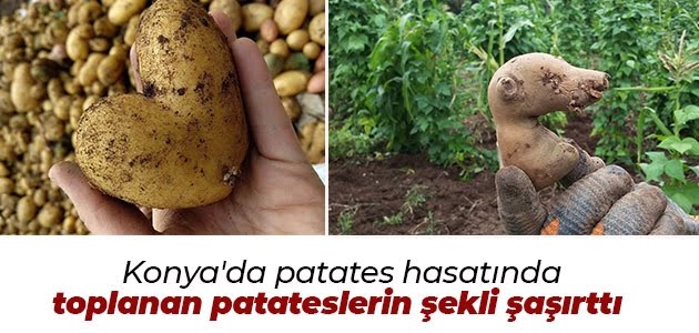 Patates hasatında toplanan patateslerin şekli şaşırttı