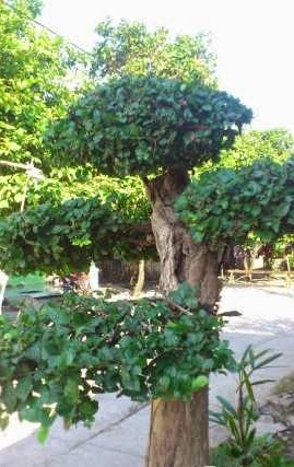 pohon serut Arya Flower