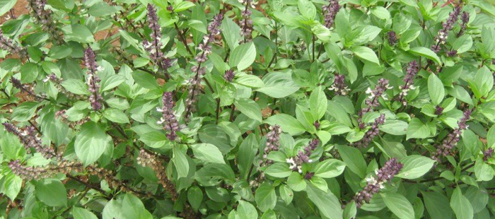 Basil Leaves