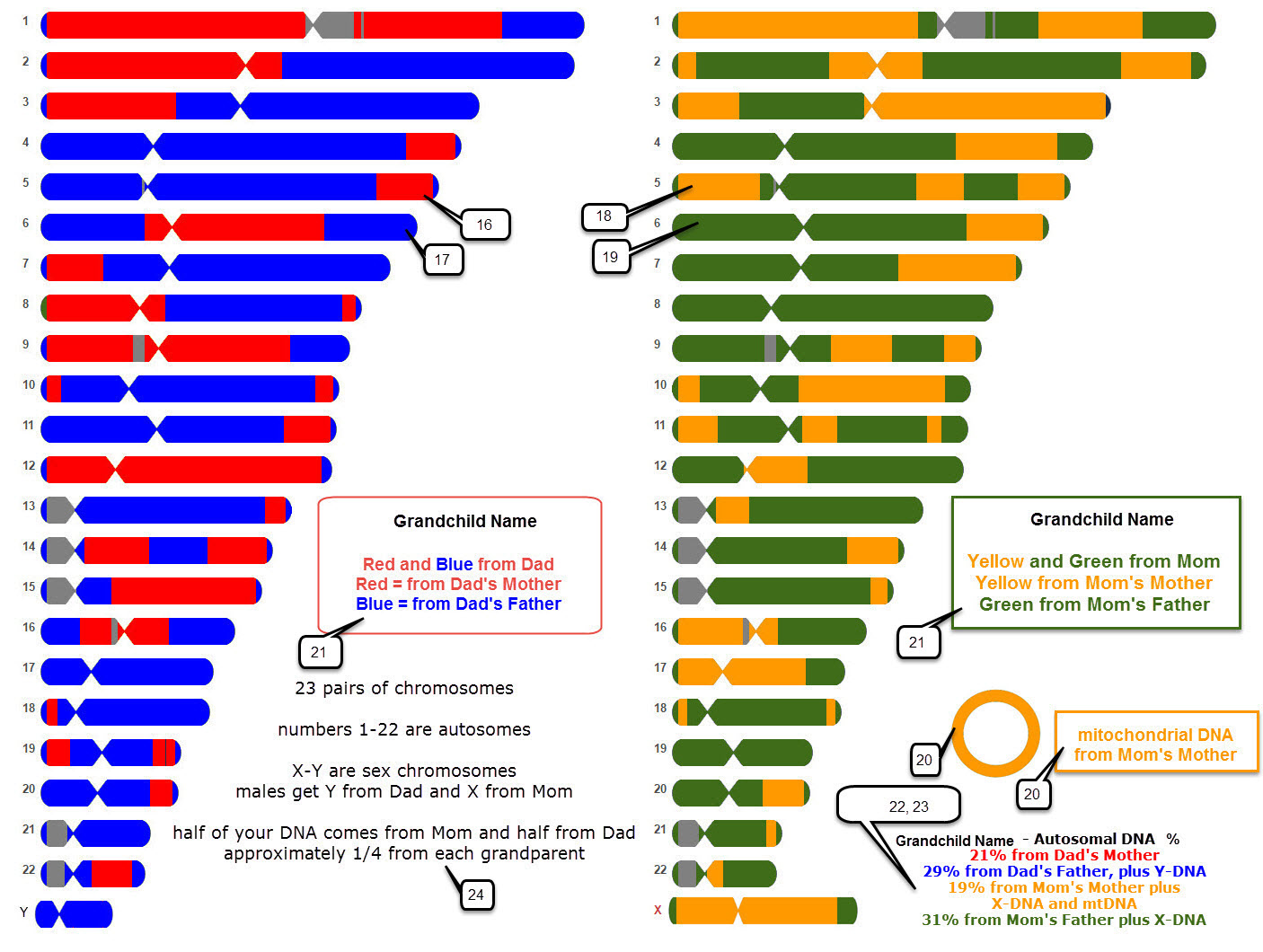 Deb's Delvings in Genealogy DNA Chromosome Map Poster for Grandkids