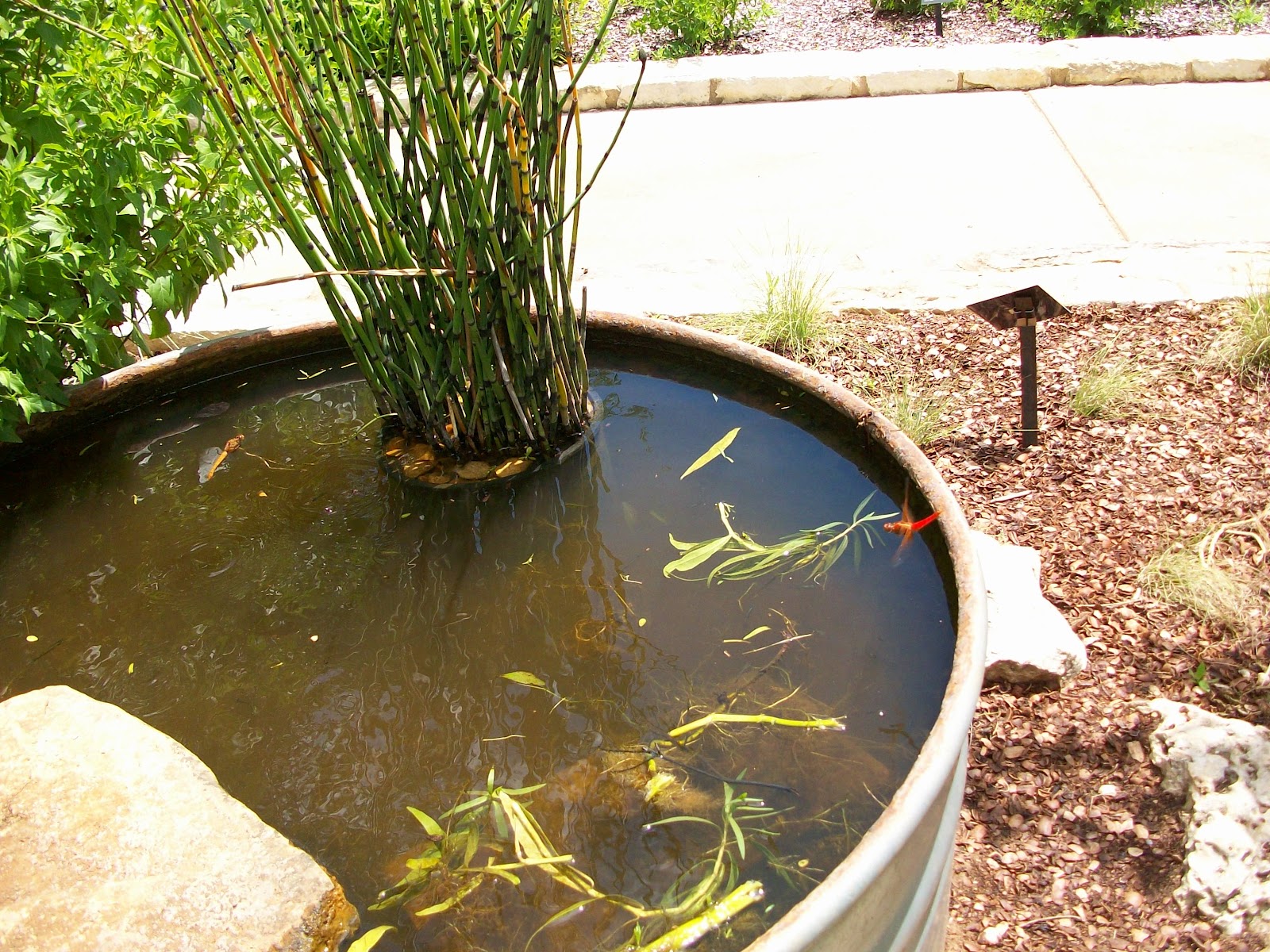 Window on a Texas Wildscape Stock tank pond ponderings...