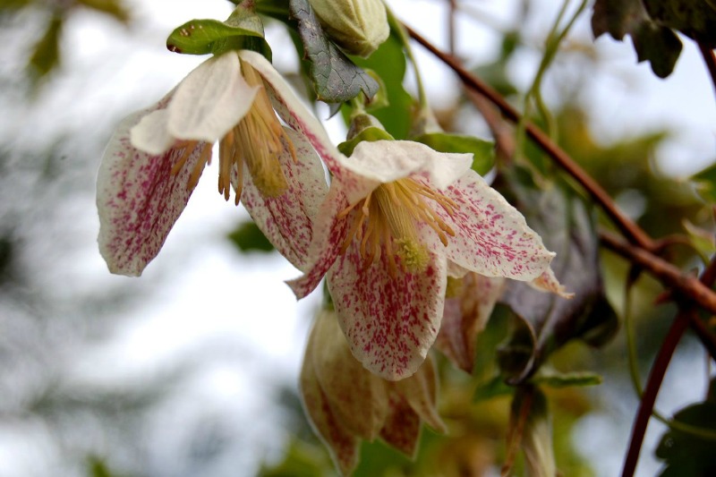 Clematis cirrhosa Clematis cirrhosa