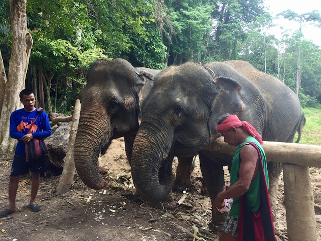 Elephant sanctuary experience, Khao Sok National Park, Thailand
