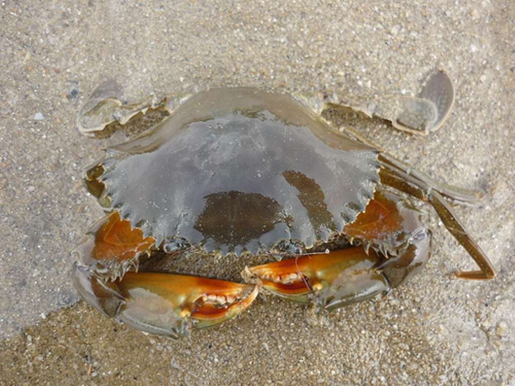 List of Nutritious Canned Crab Meat Health Benefits Mud Crab