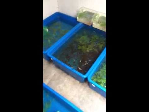 Budidaya Ikan Guppy For Android Apk Download