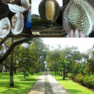 foto kebun buah durian bogor warso farm