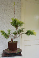 bonsai shaping and wiring