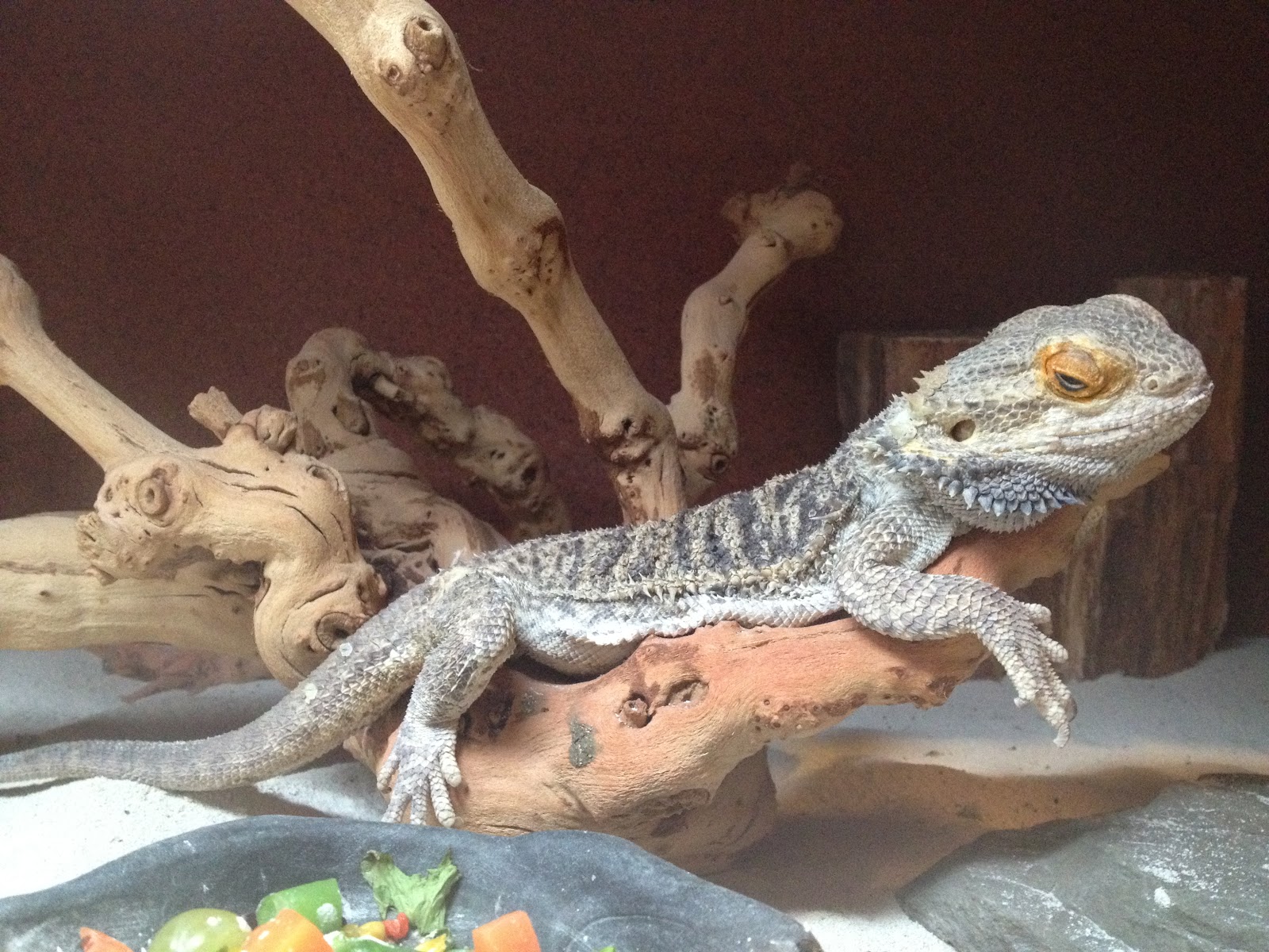 bearded-dragon-meme-lazy.jpg