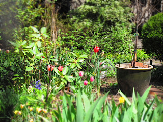  New York _Community Garden