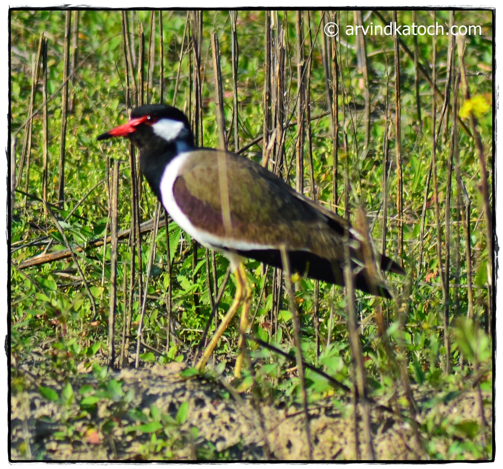 Red-wattled Lapwing in Wild Red-wattled Lapwing, Wild