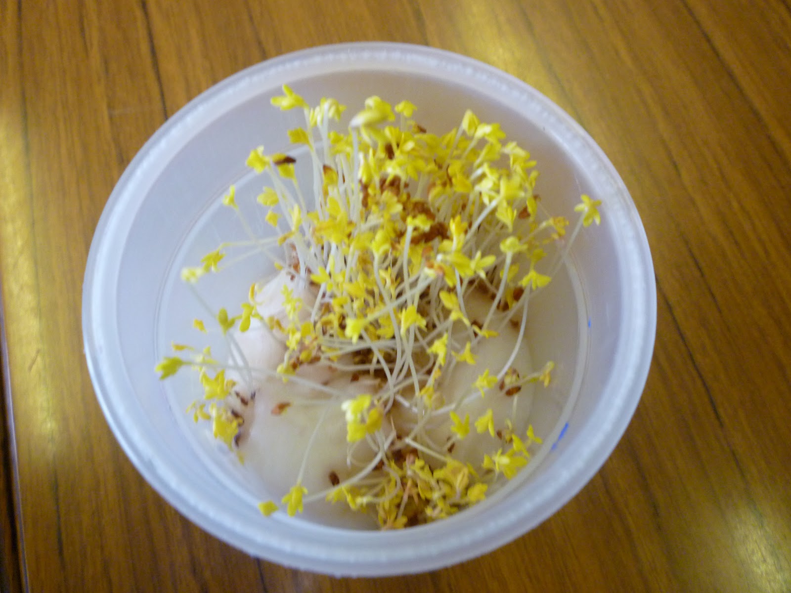 Glaitness Class 1P Cress Growing Experiment