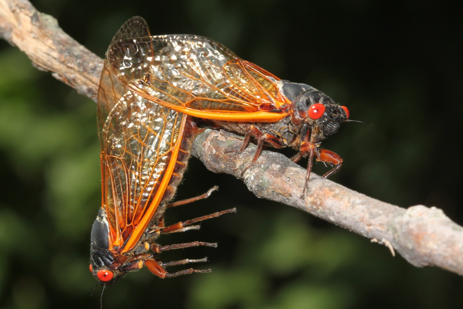 Sweating the Small Stuff 75 Common Arkansas Insects