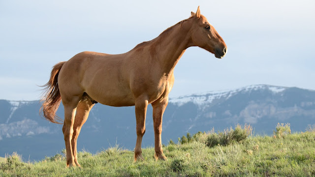 Brown Horse On Grass Field Wildlife Animals Brown Horse On Grass Field Wildlife Animals