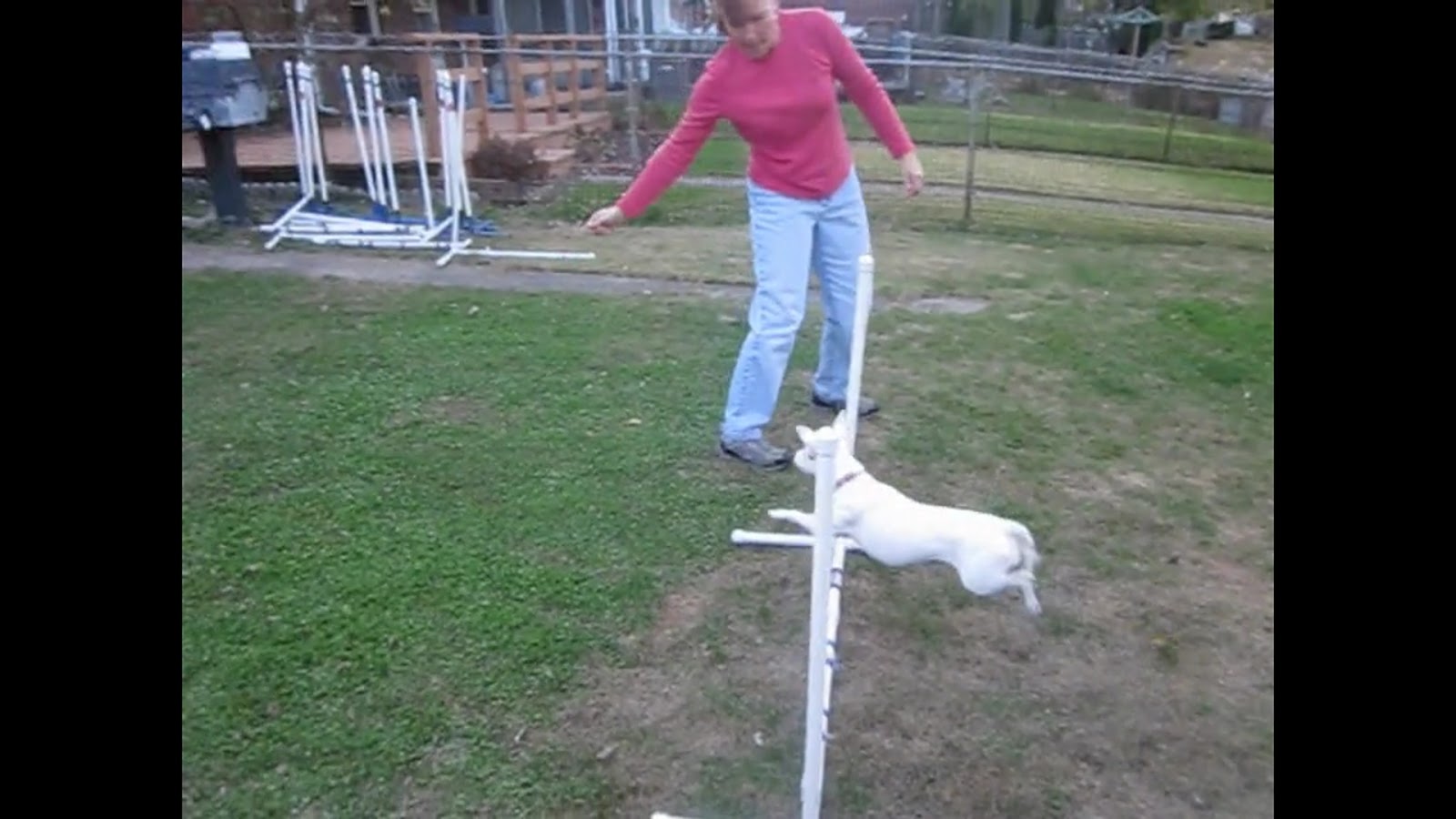 The Second Hand Dogs Extension & Collection A Photo Study