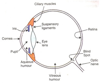 Human Eye defe1 - मानव नेत्र और उसके दोष