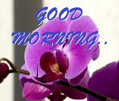 Good Morning Images With Flowers Good Morning Images With Flowers