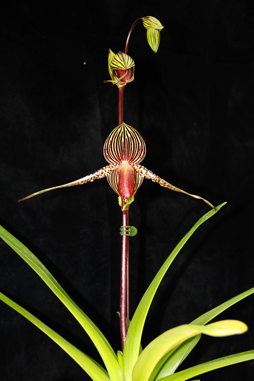 Fatmama-Paphs' Link: Paph rothschildianum