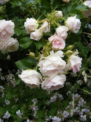 Min rosenblogg