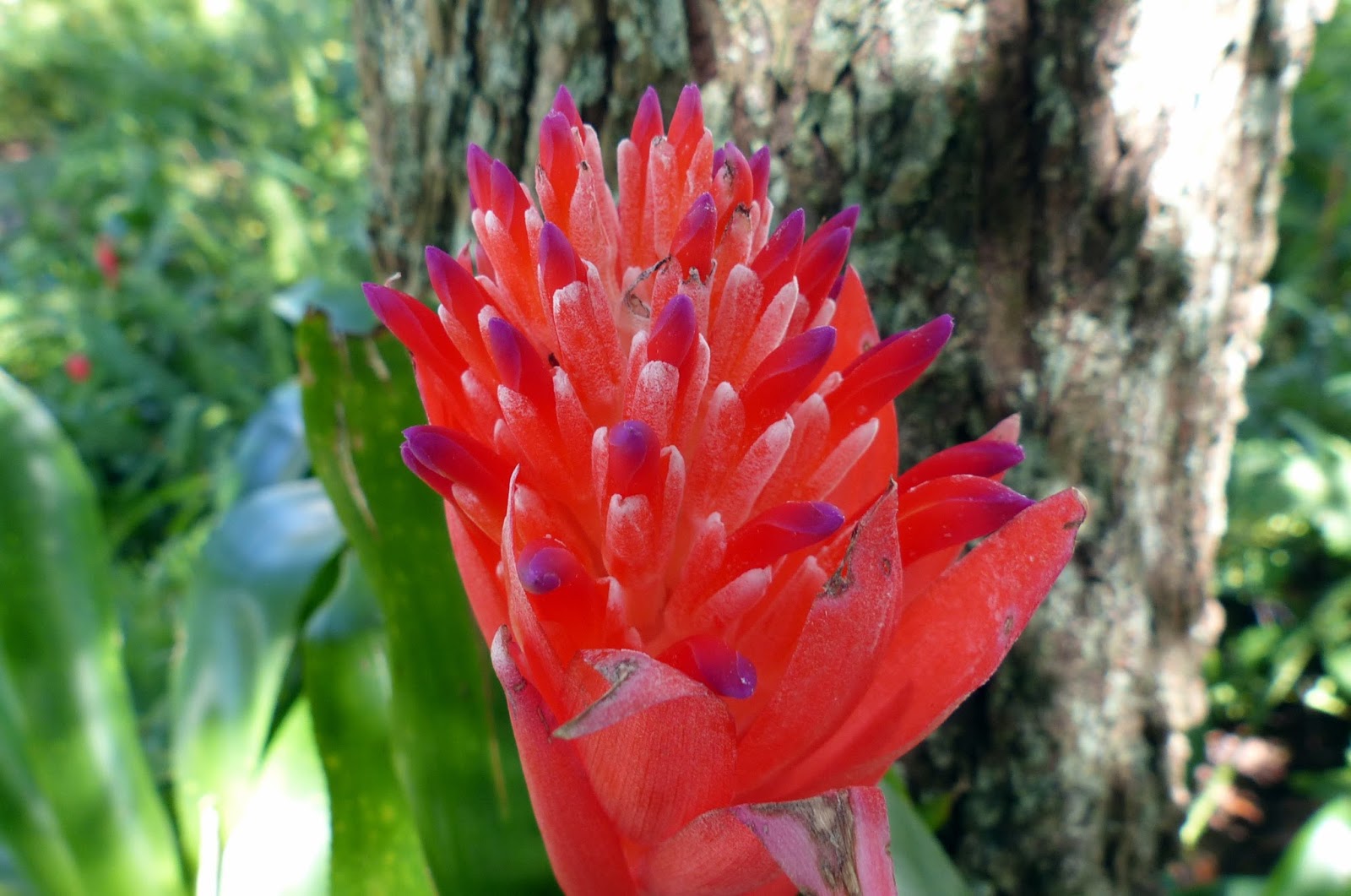 Red Torch Bromeliads | MOSI Outside
