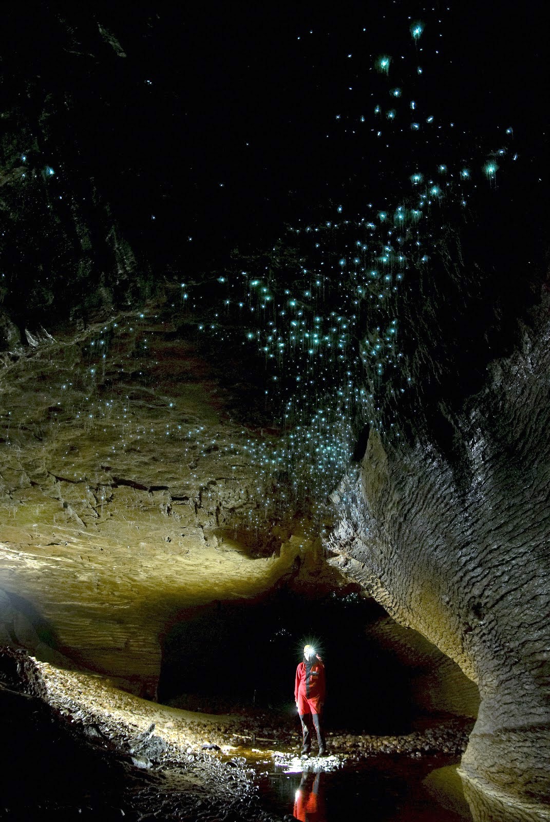 Waitomo Glowworms Cave in New Zealand Amazing Caves in the World-Waitomo Glowworms Cave in New Zealand