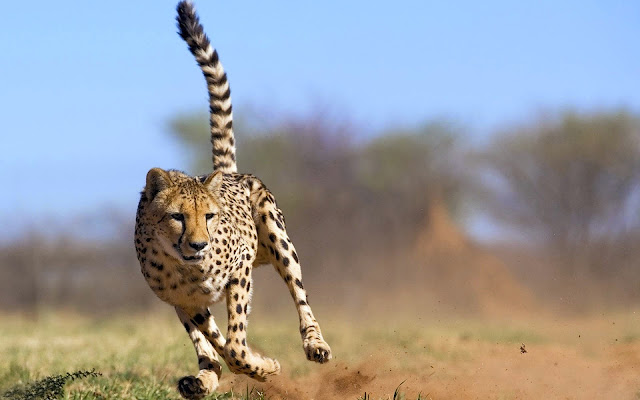 123311-Cheetah With a Fast Running Attacking Animal HD Wallpaperz