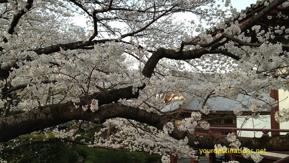  Most Beautiful Sakura Flower View Places inwards Nippon xx Most Beautiful Sakura Flower View Places inwards Japan