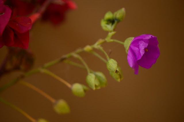 Cistanthe grandiflora