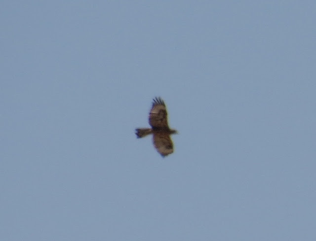 Gibraltar Buzzard - Spain