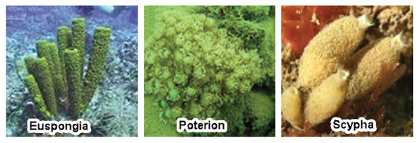 65 Contoh Dan Gambar Hewan Porifera HD Terbaru