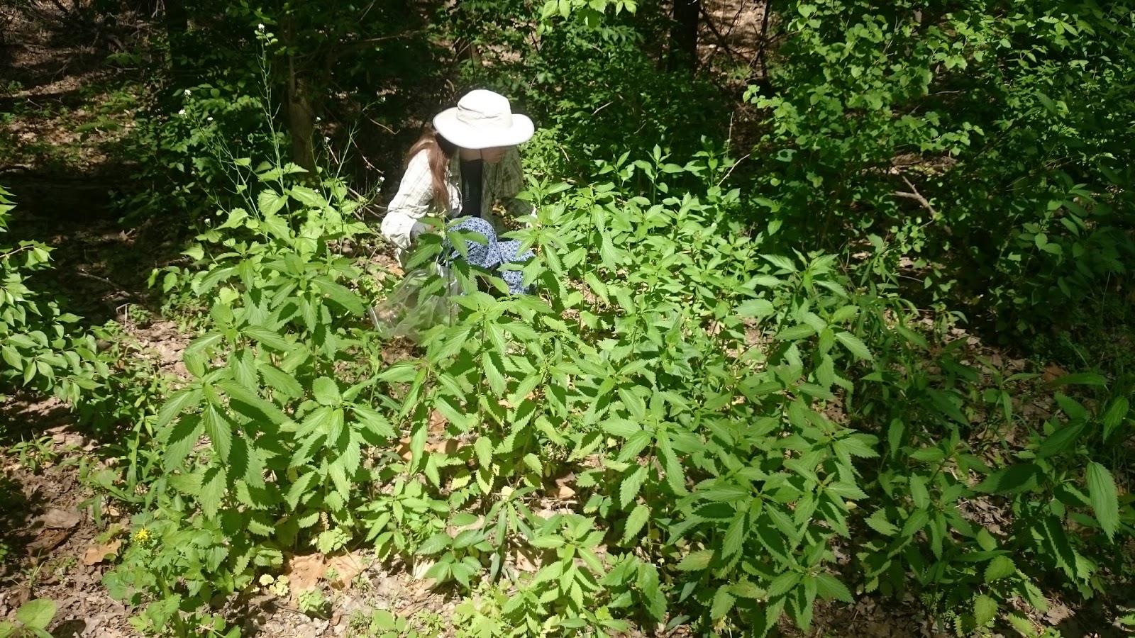 The Traveling Mandolin Foraging Stinging Nettle and Garlic Mustard