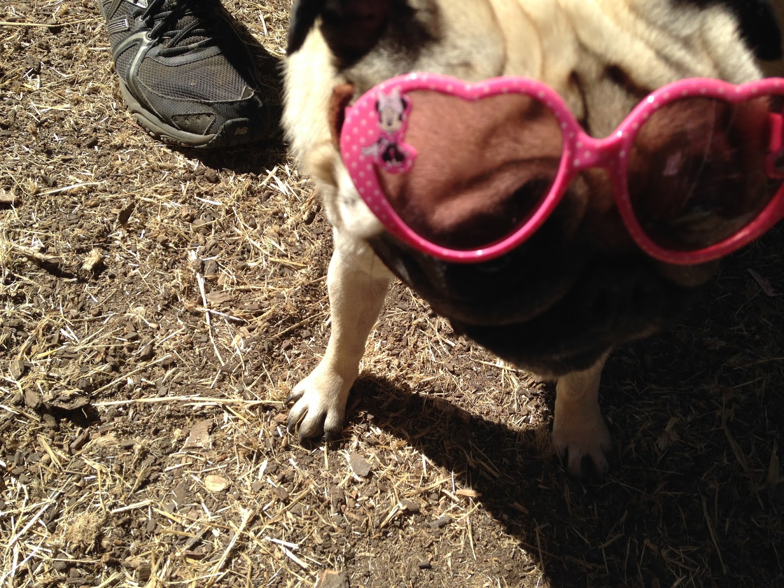 A Bowl of Noodles© The Doggone Duo