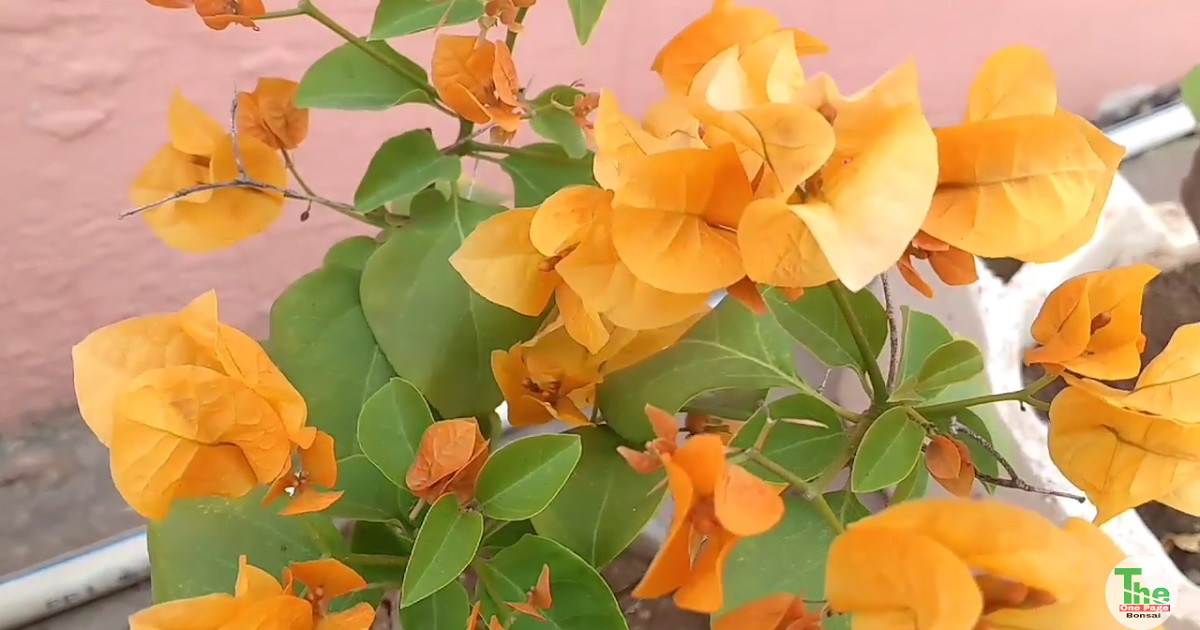 How to make Bougainvillea bloom with pictures