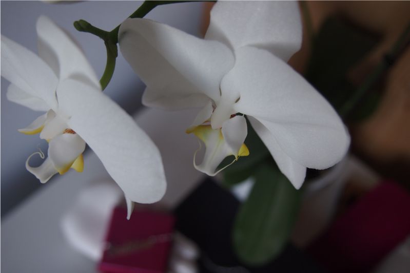 Orchideen schaffen Frühlingsfrische in der Wohnung
