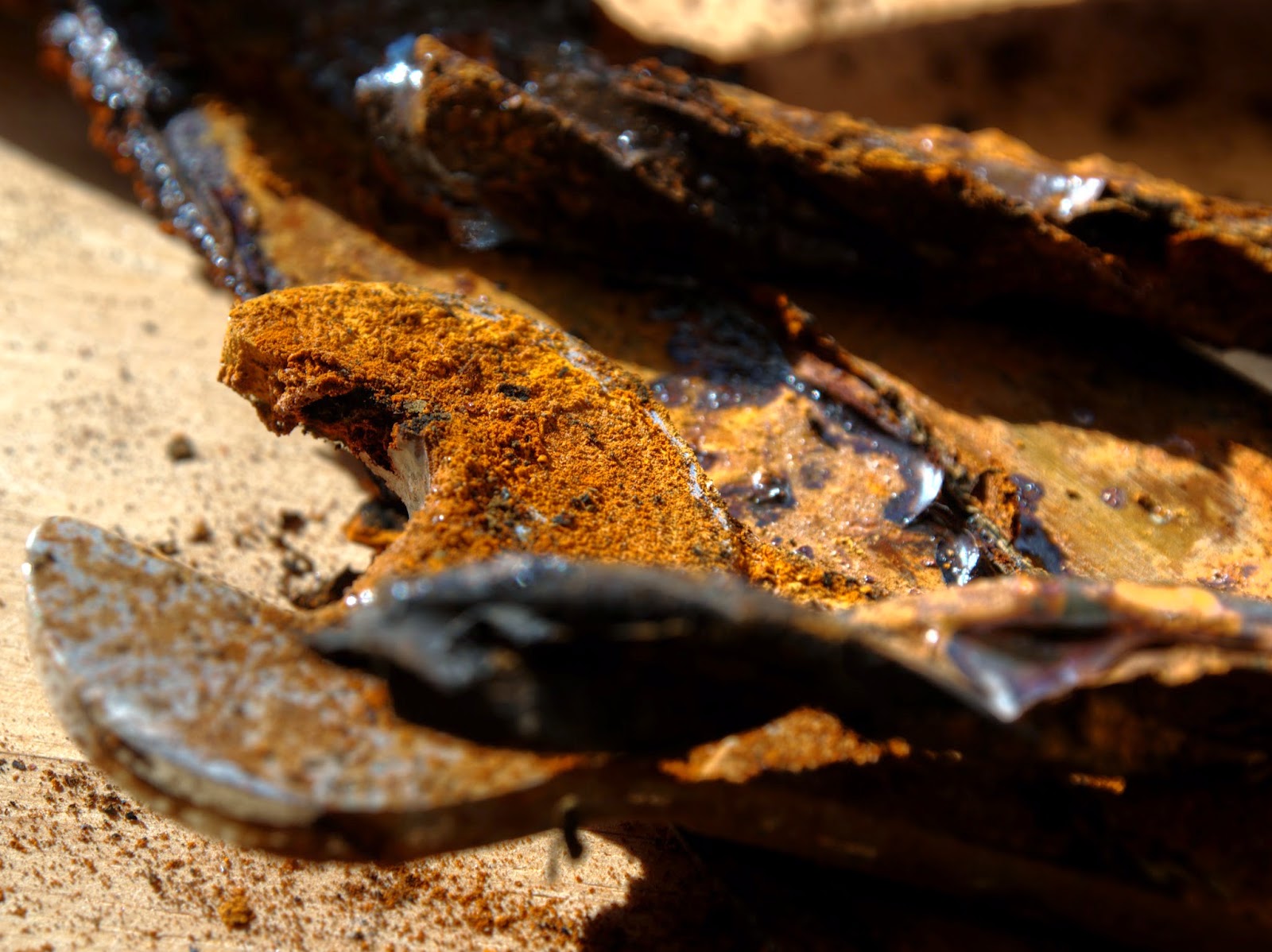 Lux in arcam Fotografía macro Paciencia viene del latín pati (sufrir)