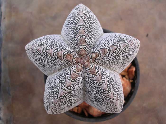 Astrophytum (39) Как красят иголки у кактусов