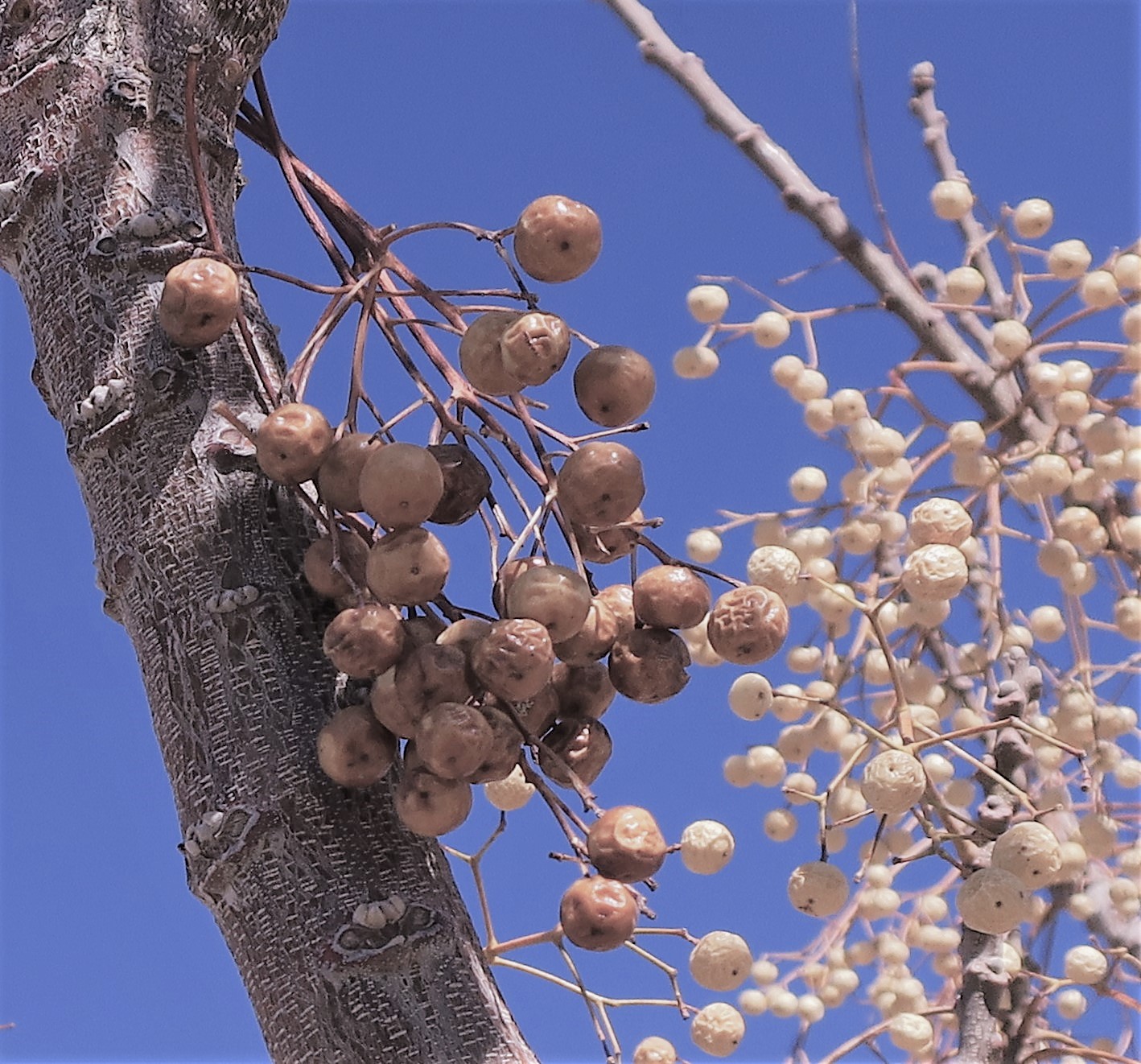 Living Rootless El Paso Chinaberry on a Blue Plate
