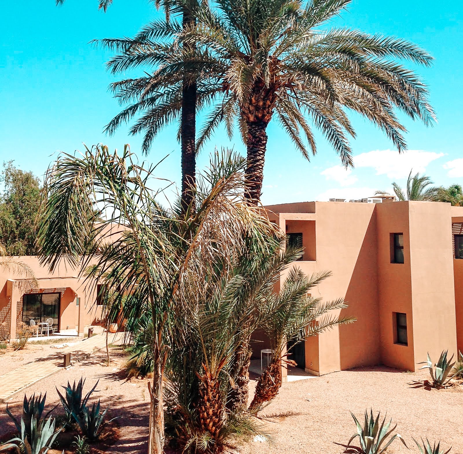 palmier et chambres de l'hôtel Pullman à Marrakech en arrière plan