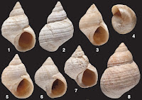 http://sciencythoughts.blogspot.co.uk/2016/03/echinolittorina-nielseni-new-species-of.html