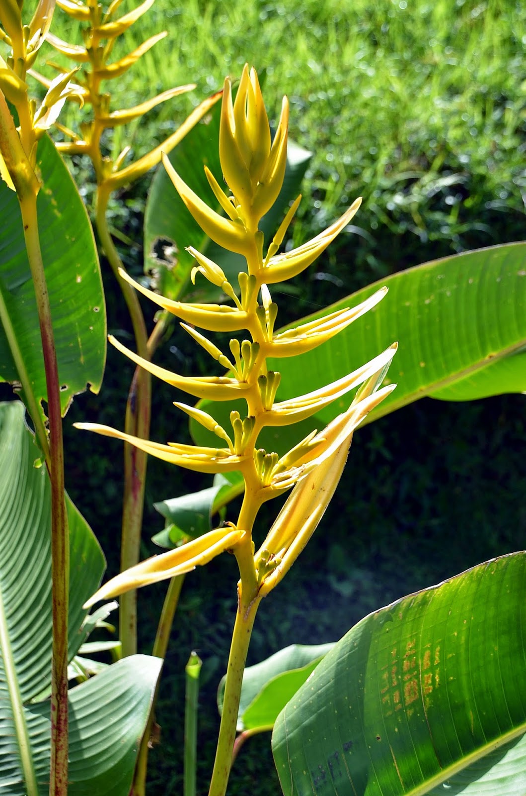 FLORACIONES EN MÁLAGA Y MÁS Heliconias de Costa Rica y Panamá