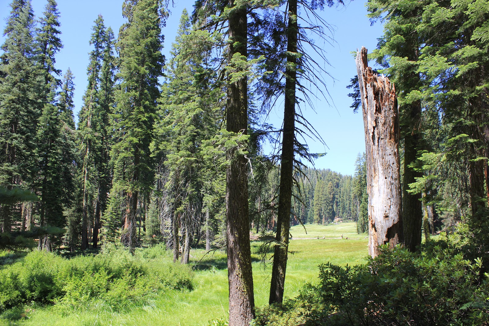 US Adventure Dag 17 Tulare Sequoia National Park Oakhurst