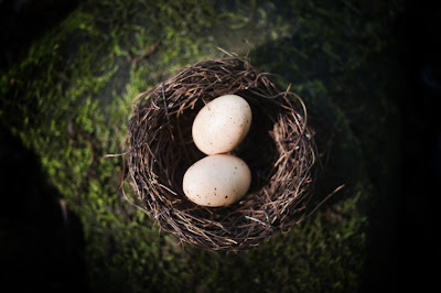 image of eggs in a nest