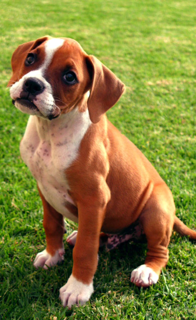 The dog in world Boxer dogs