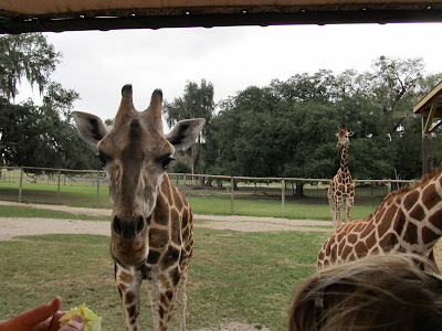ranch delightful backroads giraffe discovery eco adventure giraffes although stars there