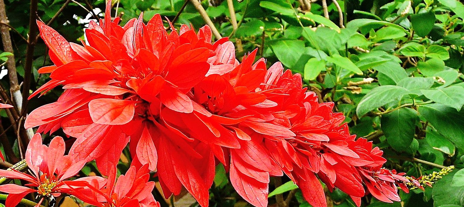National Flower of Trinidad and Tobago