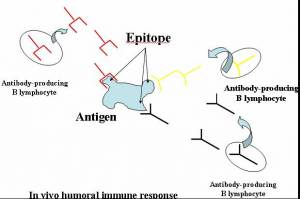 ANTIBODY MONOKLONAL ADALAH EBOOK ANTIBODY MONOKLONAL ADALAH EBOOK