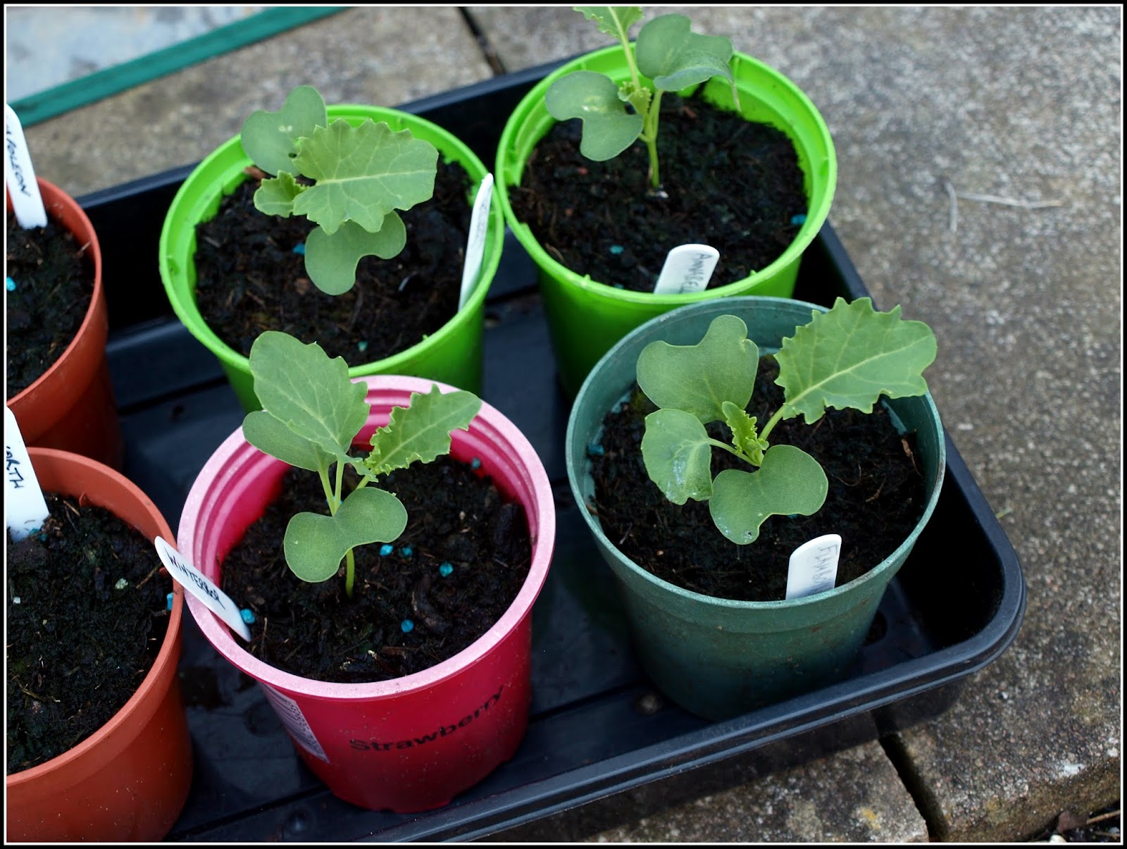 Mark's Veg Plot Planting Kale