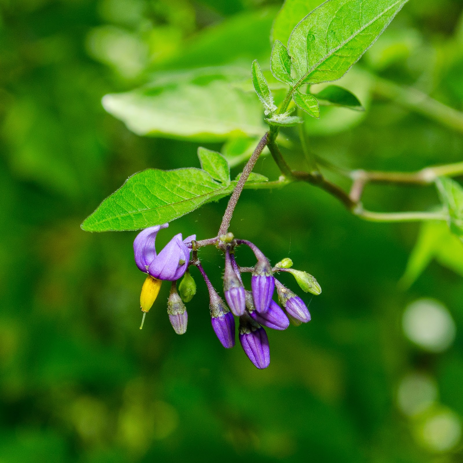 Poison plant. Solanum Dulcamara желтый. Drakenhof Nightshade. Денди: Nightshade.