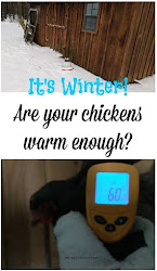 chickens warm enough winter chicken laying feathers