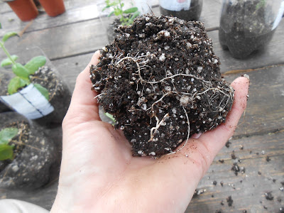 Chocolate mint roots