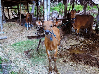 Balinese Cattles And The Cages At The Farming Area Of Ringdikit Village, Buleleng, North Bali, Indonesia